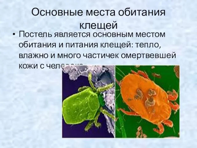 Основные места обитания клещей Постель является основным местом обитания и питания клещей: