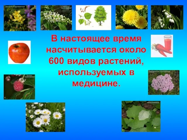 В настоящее время насчитывается около 600 видов растений, используемых в медицине.