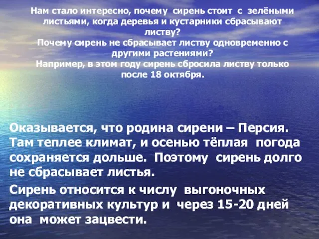 Нам стало интересно, почему сирень стоит с зелёными листьями, когда деревья и