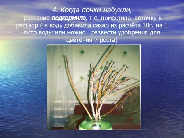 4. Когда почки набухли, растение подкормила, т.е. поместила веточку в раствор (