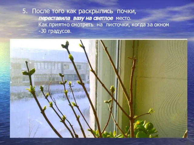 5. После того как раскрылись почки, переставила вазу на светлое место. Как