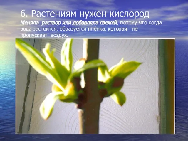 6. Растениям нужен кислород Меняла раствор или добавляла свежей, потому что когда