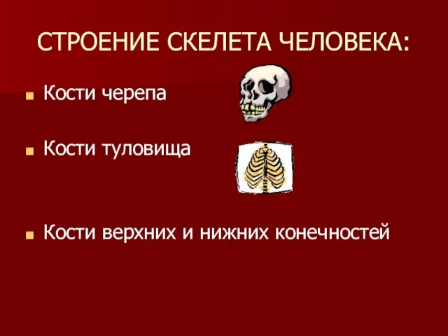 СТРОЕНИЕ СКЕЛЕТА ЧЕЛОВЕКА: Кости черепа Кости туловища Кости верхних и нижних конечностей