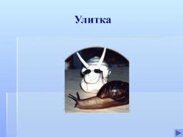 Улитка