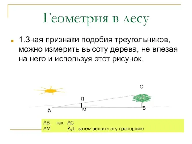 Геометрия в лесу 1.Зная признаки подобия треугольников, можно измерить высоту дерева, не