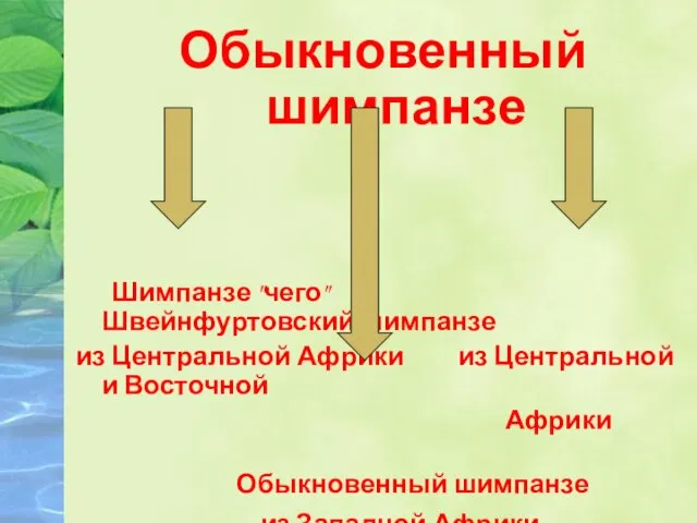 Обыкновенный шимпанзе Шимпанзе "чего" Швейнфуртовский шимпанзе из Центральной Африки из Центральной и