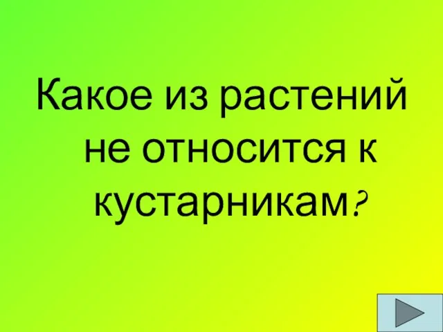 Какое из растений не относится к кустарникам?