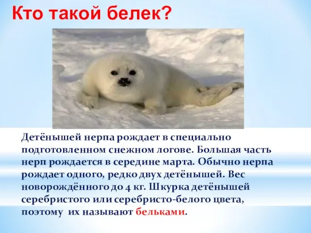 Детёнышей нерпа рождает в специально подготовленном снежном логове. Большая часть нерп рождается