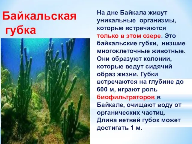 Байкальская губка На дне Байкала живут уникальные организмы, которые встречаются только в