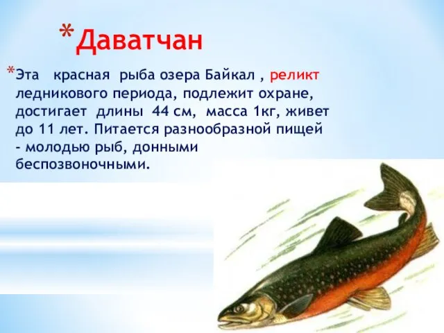 Даватчан Эта красная рыба озера Байкал , реликт ледникового периода, подлежит охране,