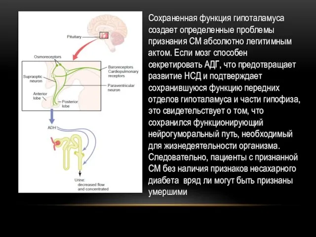 Сохраненная функция гипоталамуса создает определенные проблемы признания СМ абсолютно легитимным актом. Если