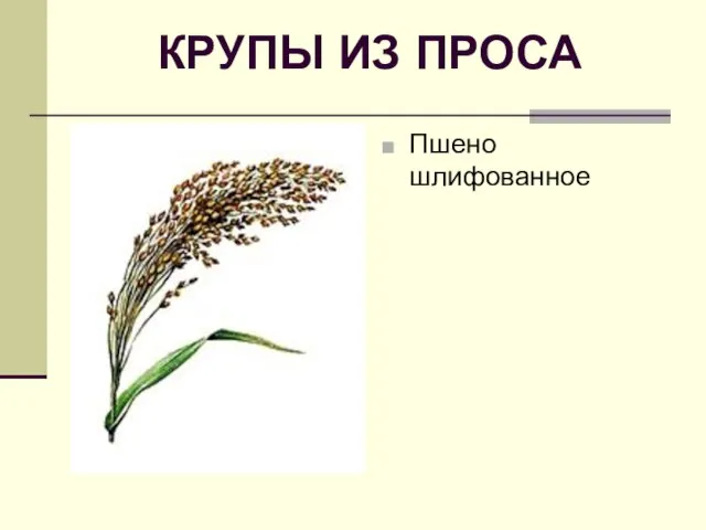 КРУПЫ ИЗ ПРОСА Пшено шлифованное