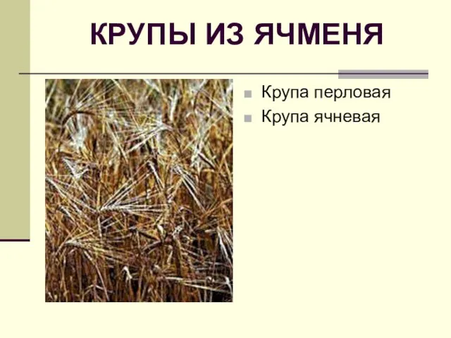 КРУПЫ ИЗ ЯЧМЕНЯ Крупа перловая Крупа ячневая