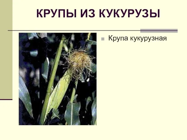 КРУПЫ ИЗ КУКУРУЗЫ Крупа кукурузная