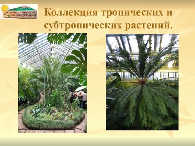 Коллекция тропических и субтропических растений.