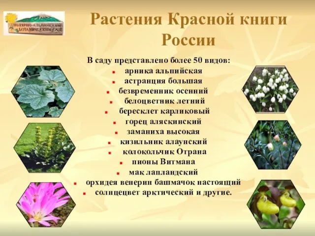 Растения Красной книги России В саду представлено более 50 видов: арника альпийская