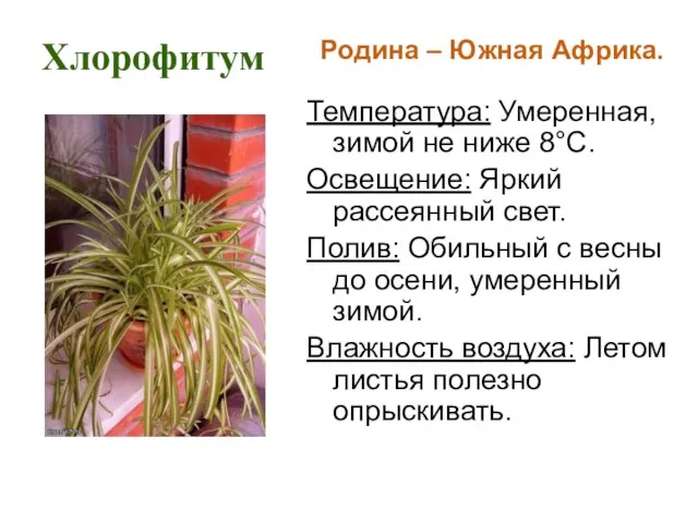 Хлорофитум Родина – Южная Африка. Температура: Умеренная, зимой не ниже 8°С. Освещение: