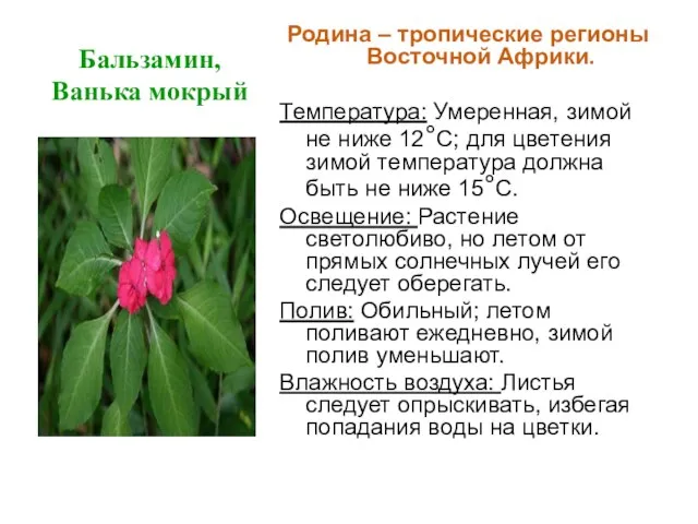 Бальзамин, Ванька мокрый Родина – тропические регионы Восточной Африки. Температура: Умеренная, зимой