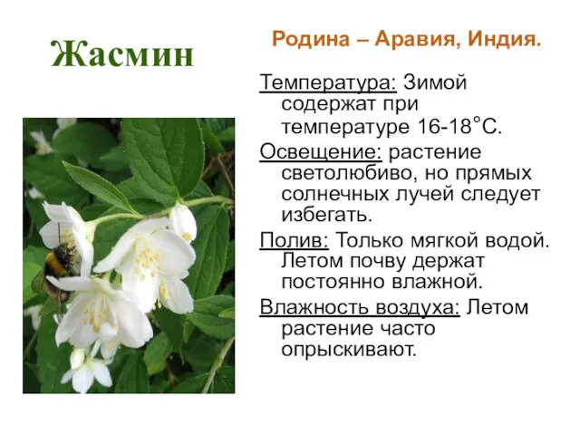 Жасмин Родина – Аравия, Индия. Температура: Зимой содержат при температуре 16-18°С. Освещение: