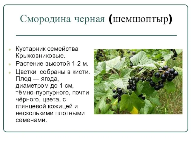 Смородина черная (шемшоптыр) Кустарник семейства Крыжовниковые. Растение высотой 1-2 м. Цветки собраны