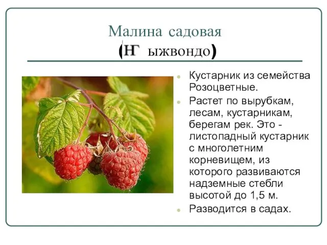 Малина садовая (э ыжвондо) Кустарник из семейства Розоцветные. Растет по вырубкам, лесам,