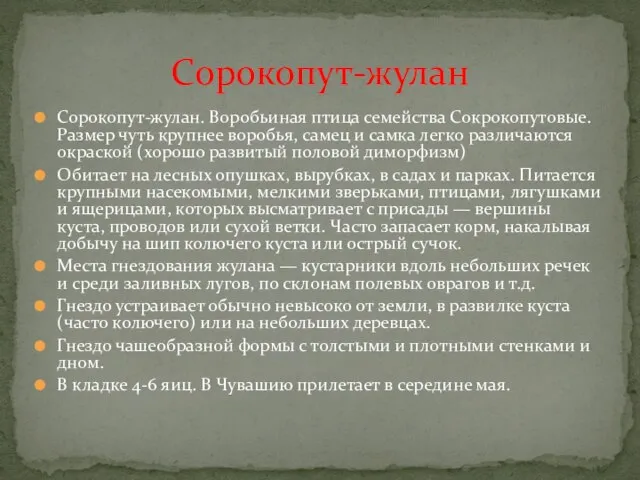 Сорокопут-жулан. Воробьиная птица семейства Сокрокопутовые. Размер чуть крупнее воробья, самец и самка