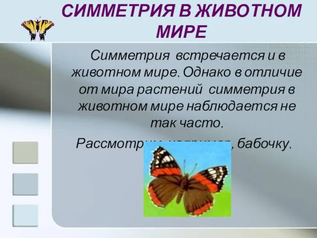 СИММЕТРИЯ В ЖИВОТНОМ МИРЕ Симметрия встречается и в животном мире. Однако в