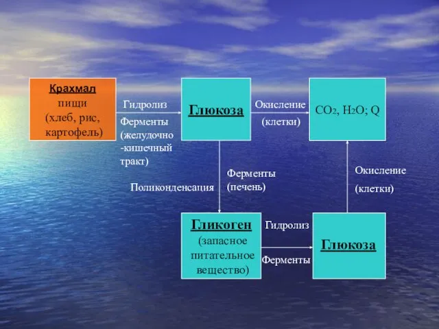 Крахмал пищи (хлеб, рис, картофель) Гидролиз Ферменты (желудочно-кишечный тракт) Глюкоза Окисление (клетки)