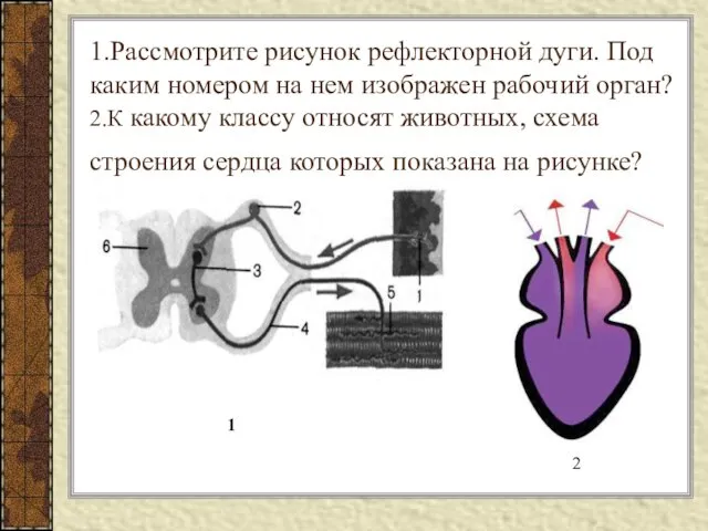 1.Рассмотрите рисунок рефлекторной дуги. Под каким номером на нем изображен рабочий орган?