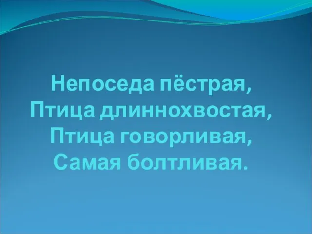 Непоседа пёстрая, Птица длиннохвостая, Птица говорливая, Самая болтливая.