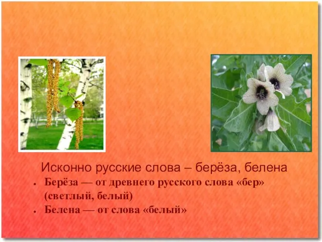 В мире растений Исконно русские слова – берёза, белена Берёза — от