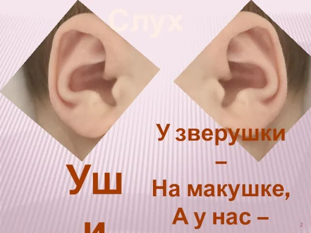 У зверушки – На макушке, А у нас – Ниже глаз. Уши Слух