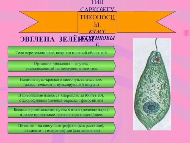 ТИП САРКОЖГУТИКОНОСЦЫ. КЛАСС ЖГУТИКОВЫЕ ЭВГЛЕНА ЗЕЛЁНАЯ Тело веретеновидное, покрыто плотной оболочкой Наличие