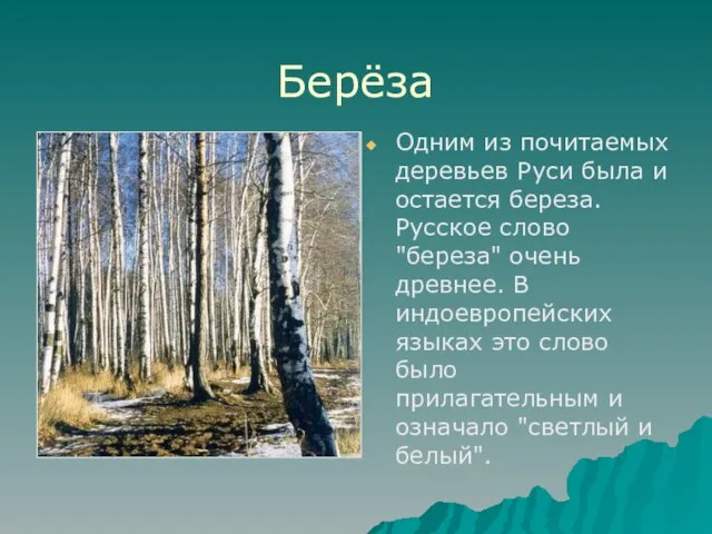 Берёза Одним из почитаемых деревьев Руси была и остается береза. Русское слово