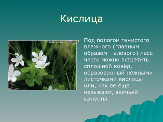 Кислица Под пологом тенистого влажного (главным образом - елового) леса часто можно