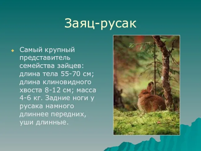 Заяц-русак Самый крупный представитель семейства зайцев: длина тела 55-70 см; длина клиновидного