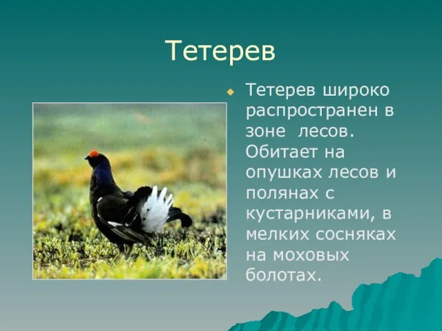 Тетерев Тетерев широко распространен в зоне лесов. Обитает на опушках лесов и