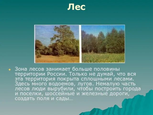 Лес Зона лесов занимает больше половины территории России. Только не думай, что