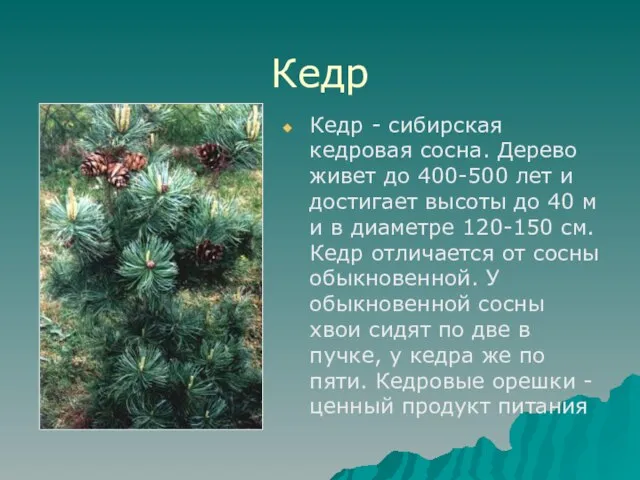 Кедр Кедр - сибирская кедровая сосна. Дерево живет до 400-500 лет и