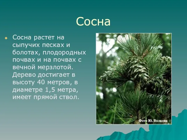 Сосна Сосна растет на сыпучих песках и болотах, плодородных почвах и на