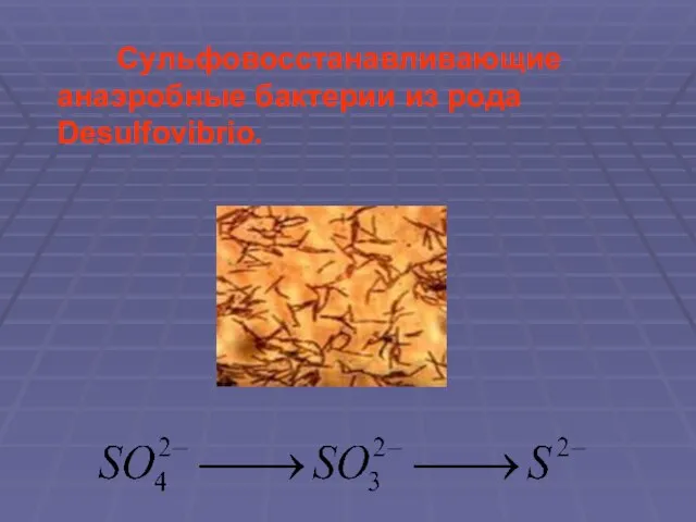 Сульфовосстанавливающие анаэробные бактерии из рода Desulfovibrio.