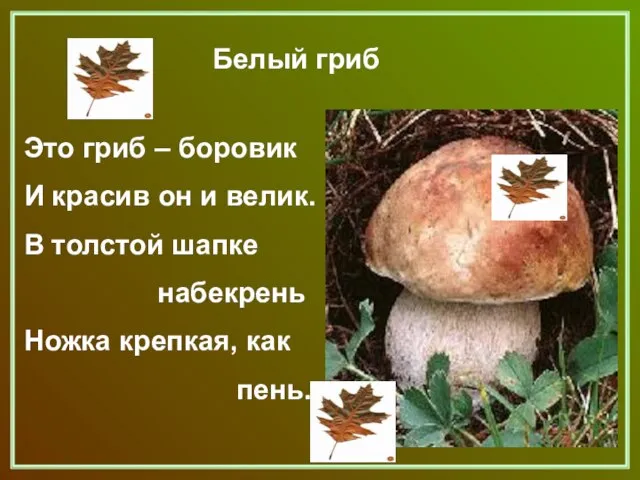 Это гриб – боровик И красив он и велик. В толстой шапке