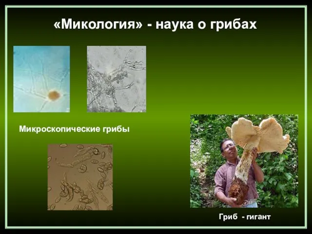 «Микология» - наука о грибах Микроскопические грибы Гриб - гигант