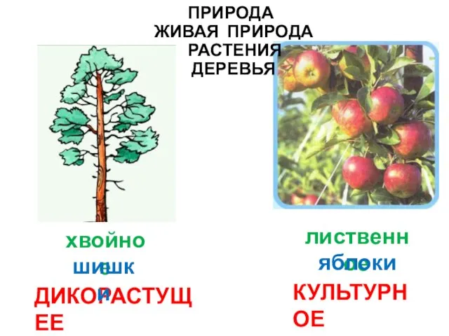 ПРИРОДА ЖИВАЯ ПРИРОДА РАСТЕНИЯ ДЕРЕВЬЯ ДИКОРАСТУЩЕЕ КУЛЬТУРНОЕ хвойное лиственное шишки яблоки