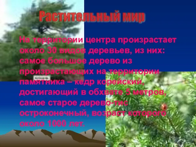 На территории центра произрастает около 30 видов деревьев, из них: самое большое