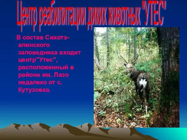 В состав Сихотэ-алинского заповедника входит центр”Утес”,расположенный в районе им. Лазо недалеко от