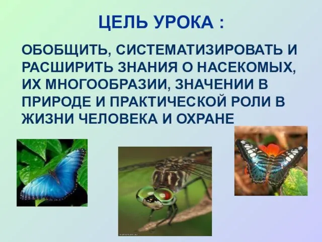 ЦЕЛЬ УРОКА : ОБОБЩИТЬ, СИСТЕМАТИЗИРОВАТЬ И РАСШИРИТЬ ЗНАНИЯ О НАСЕКОМЫХ, ИХ МНОГООБРАЗИИ,