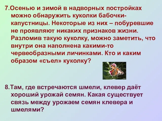 7.Осенью и зимой в надворных постройках можно обнаружить куколки бабочки-капустницы. Некоторые из