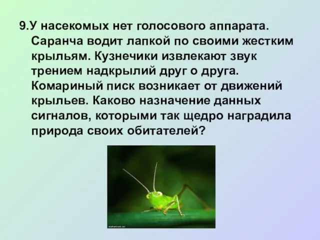 9.У насекомых нет голосового аппарата. Саранча водит лапкой по своими жестким крыльям.