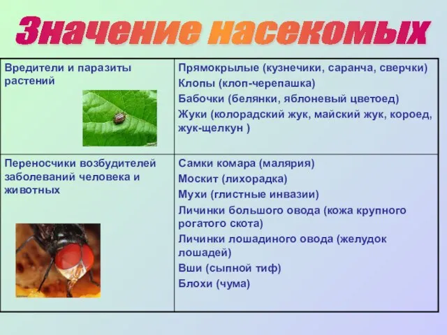 Значение насекомых